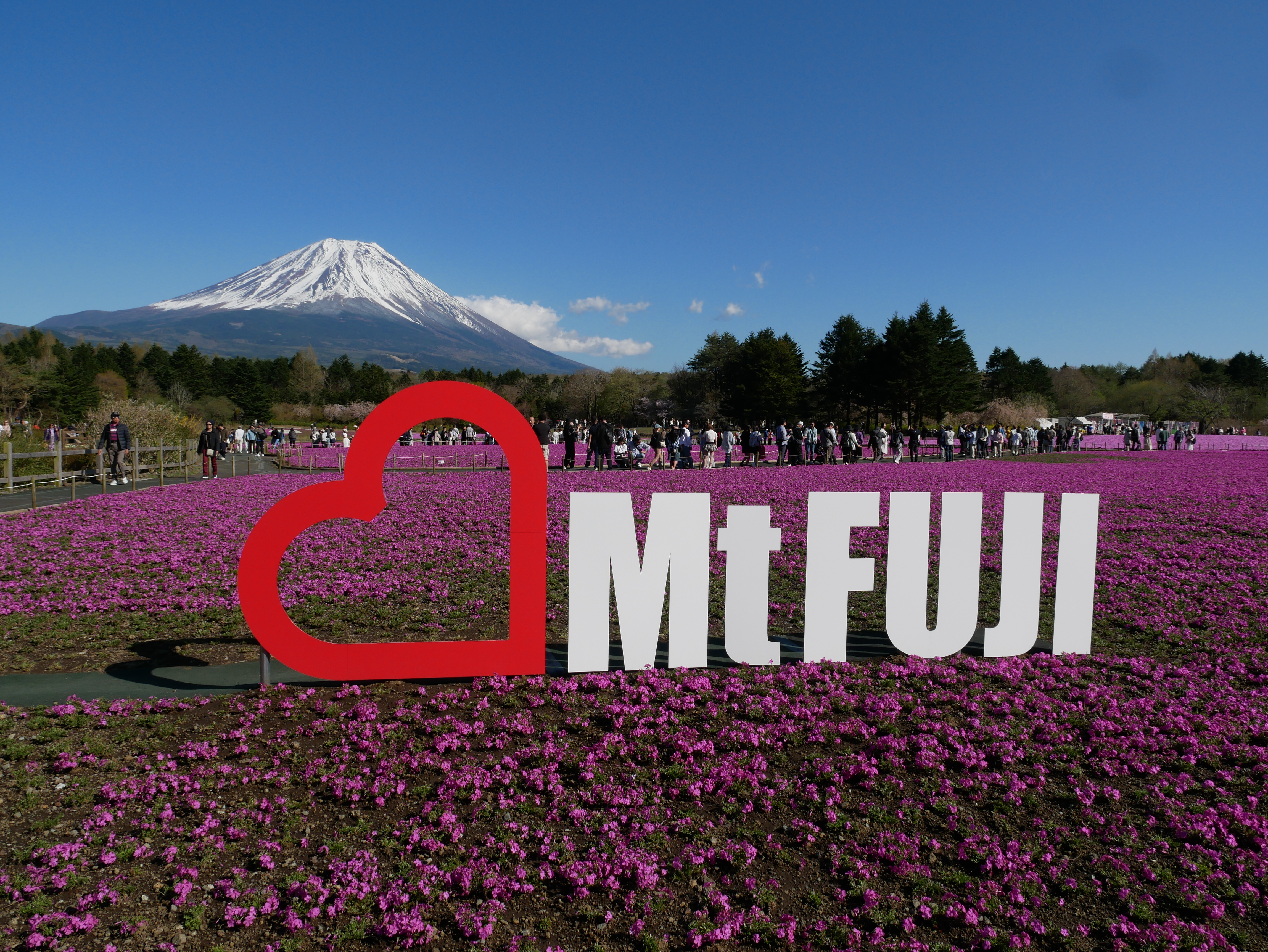 イラスト、写真、富士山一周の時の写真、富士芝桜祭り